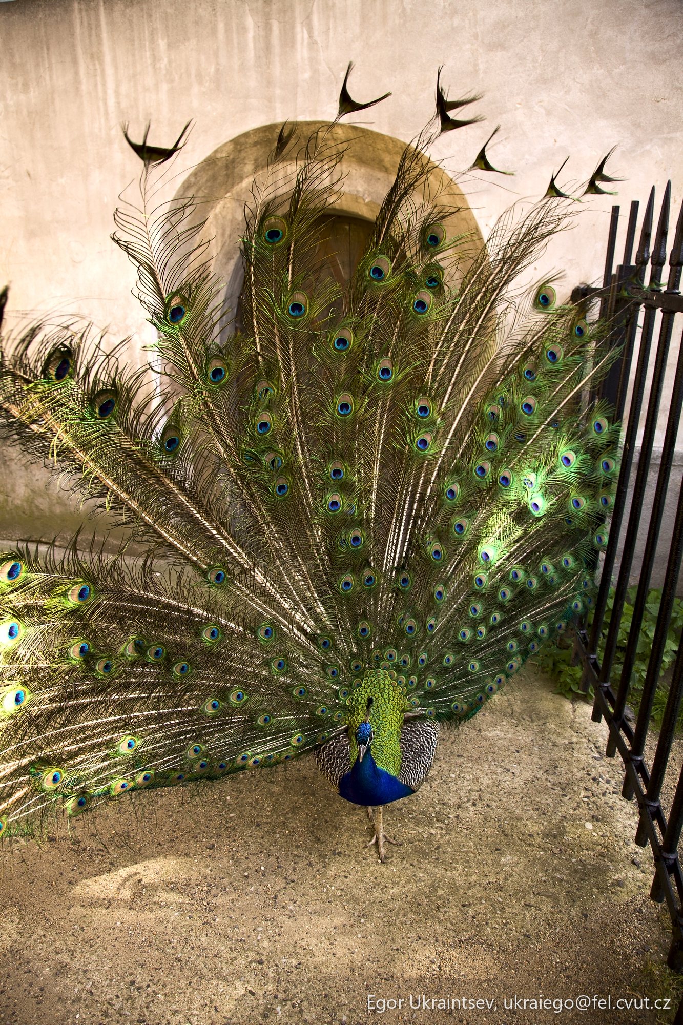Peacock with its feathers spread