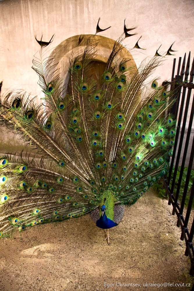 Peacock with its feathers spread