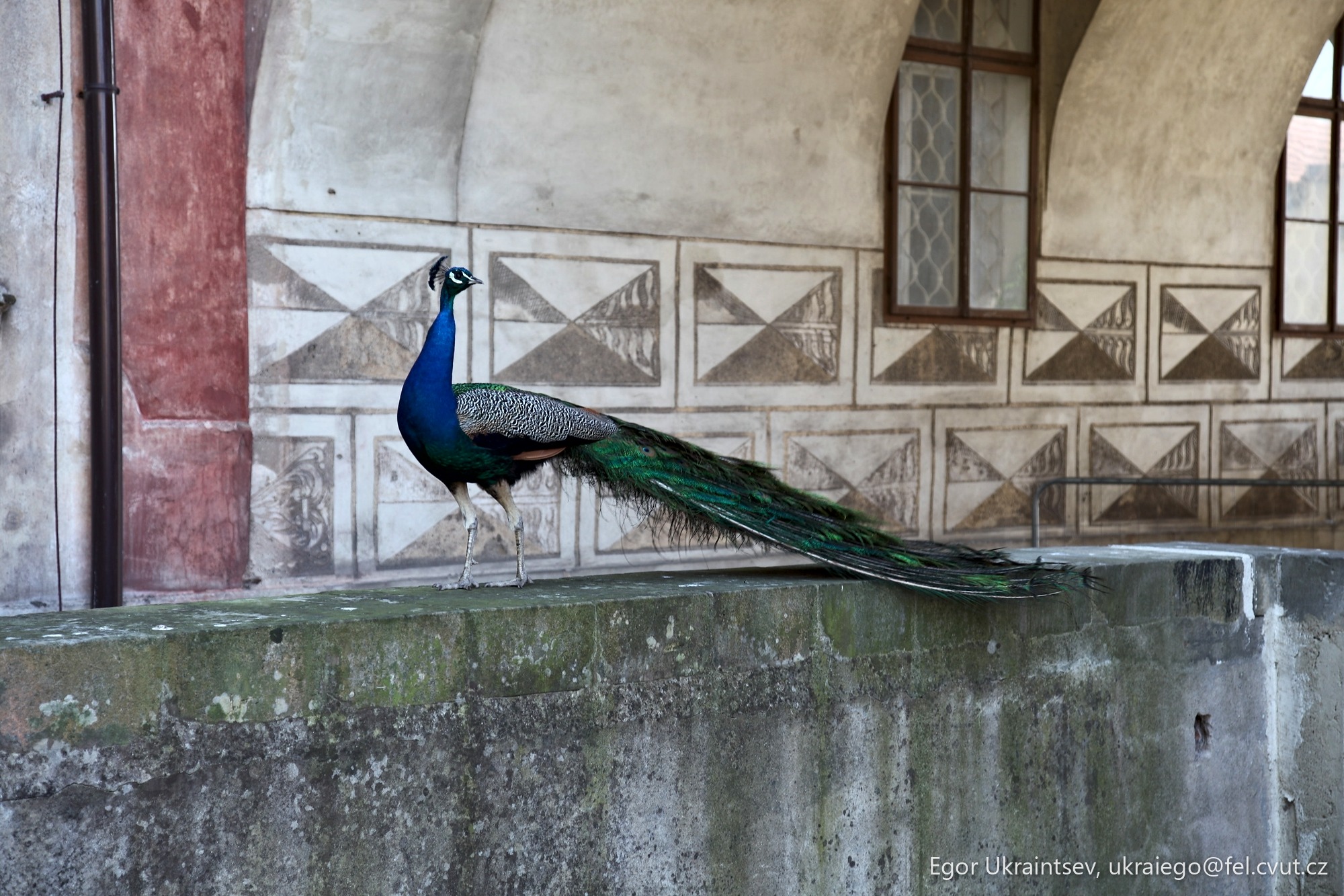 Peacock sitting on a wall