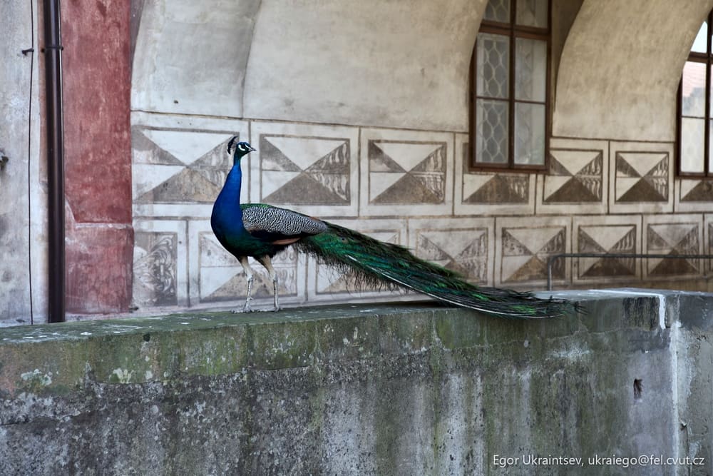Peacock sitting on a wall
