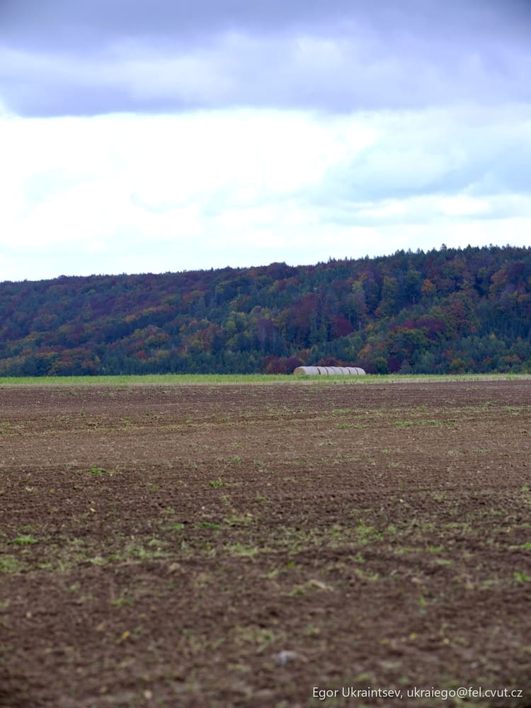 Horse in a field