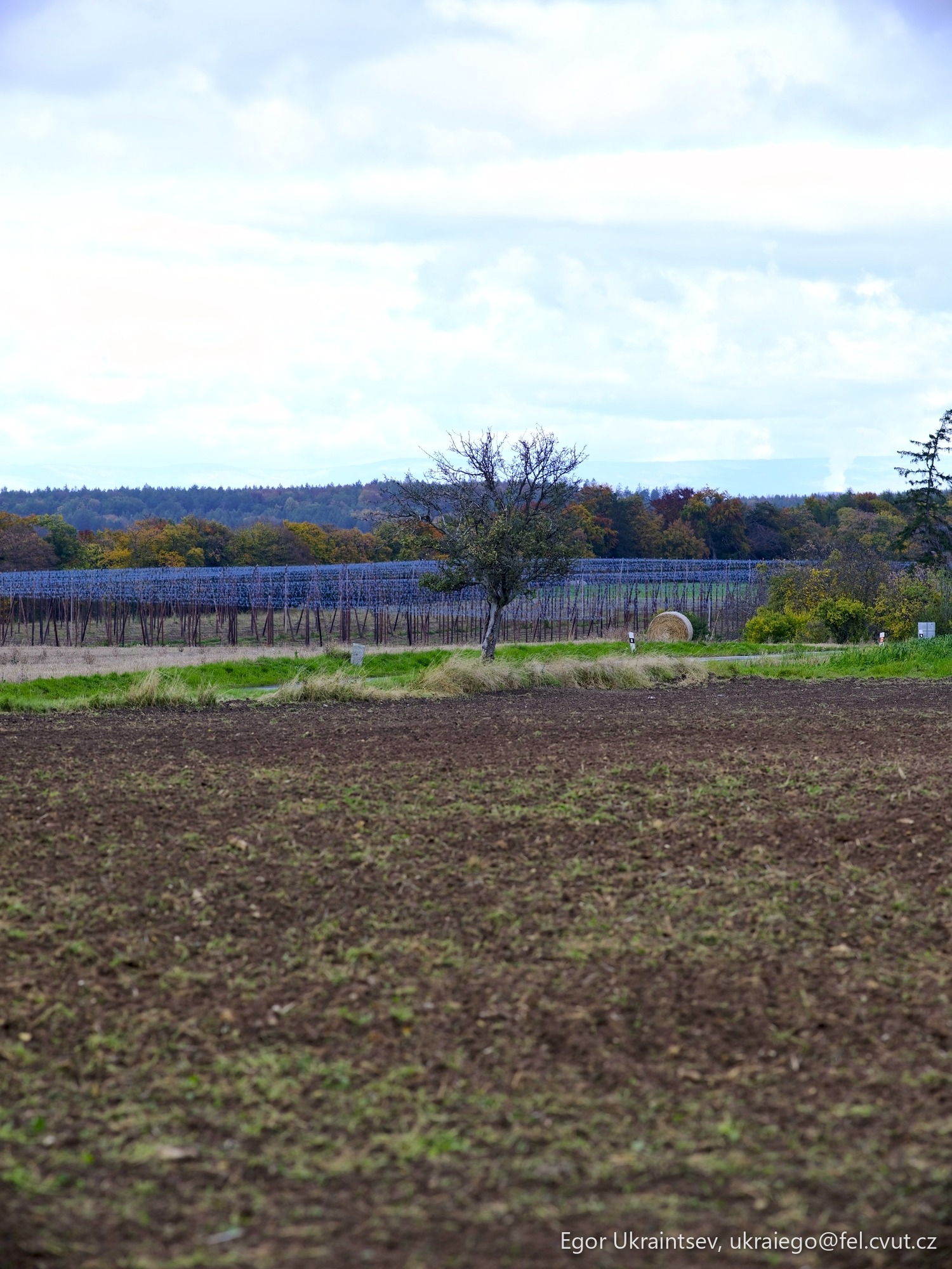 Horse in a field