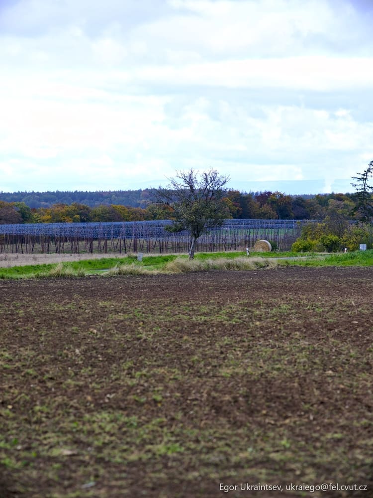 Horse in a field