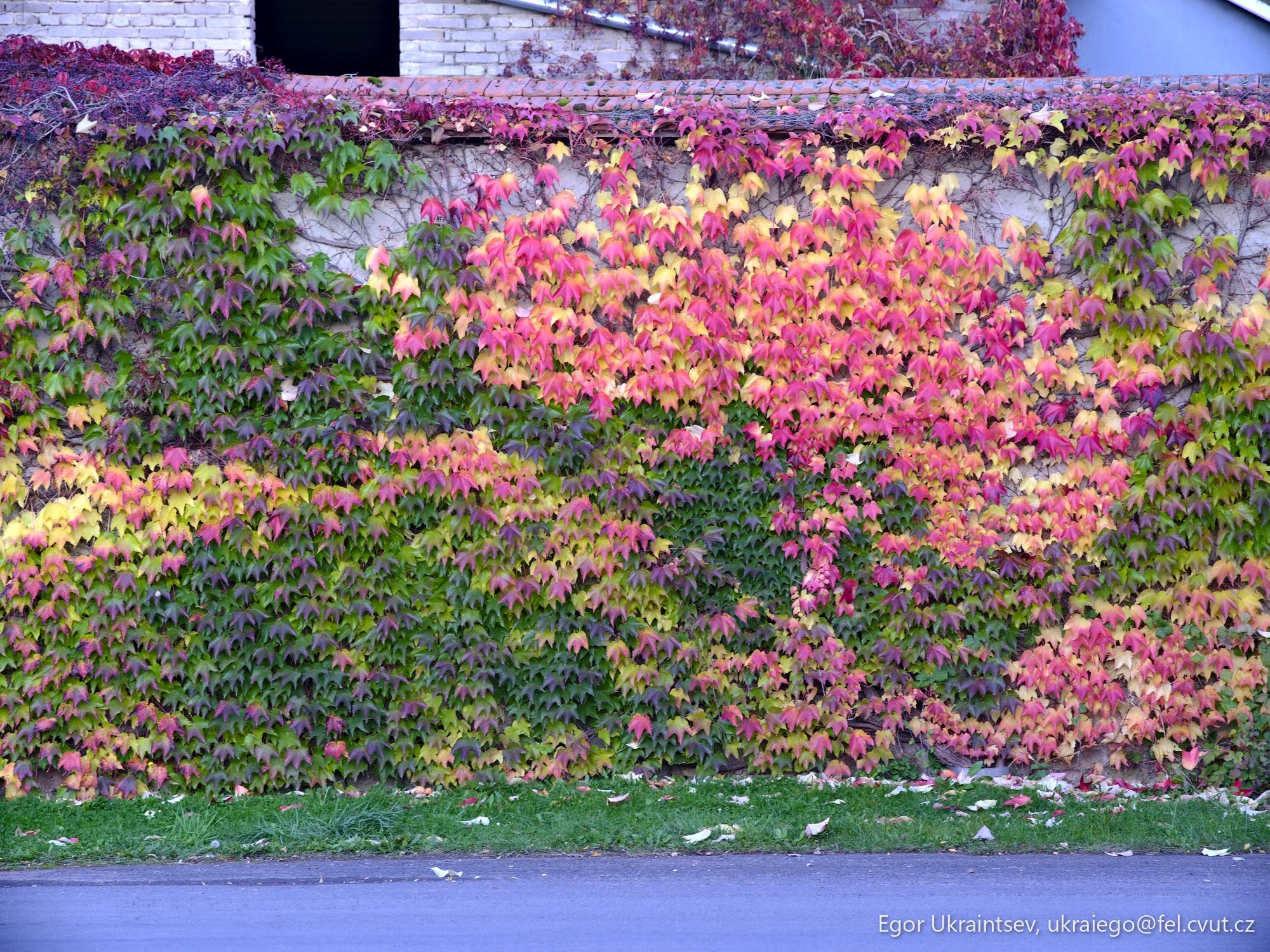 Wall covered in ivys