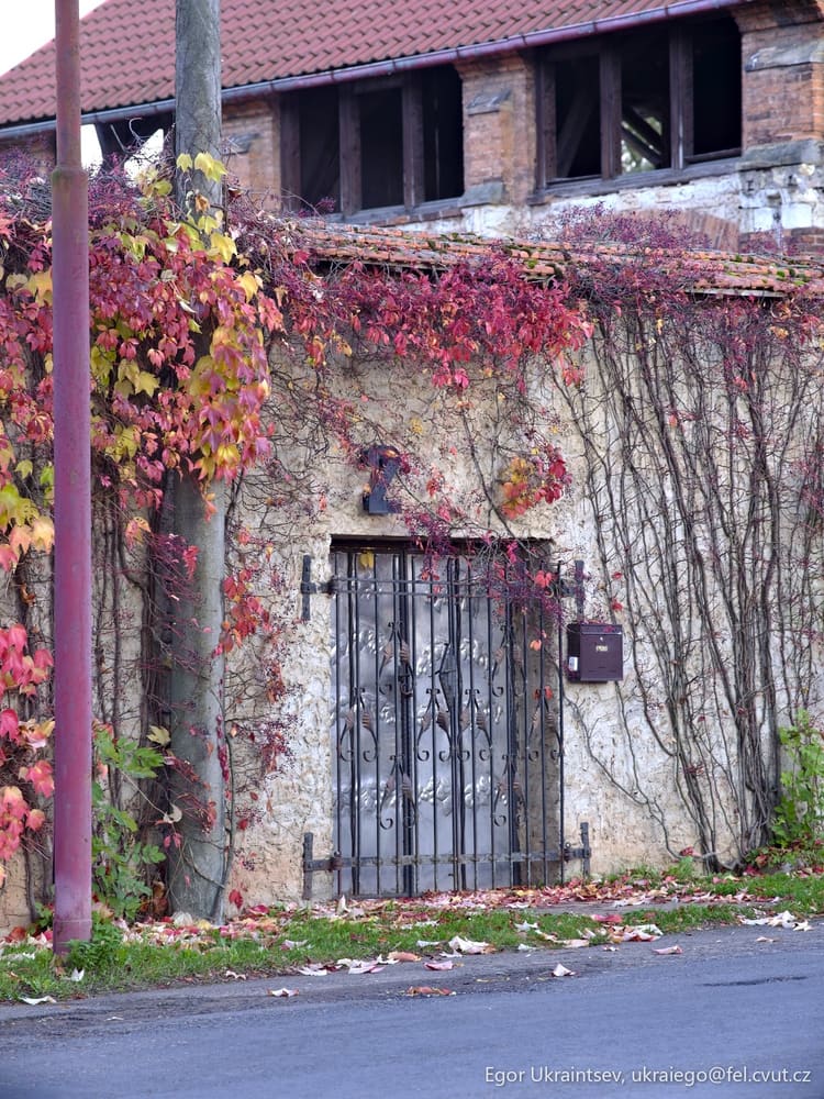 Old building with vines growing