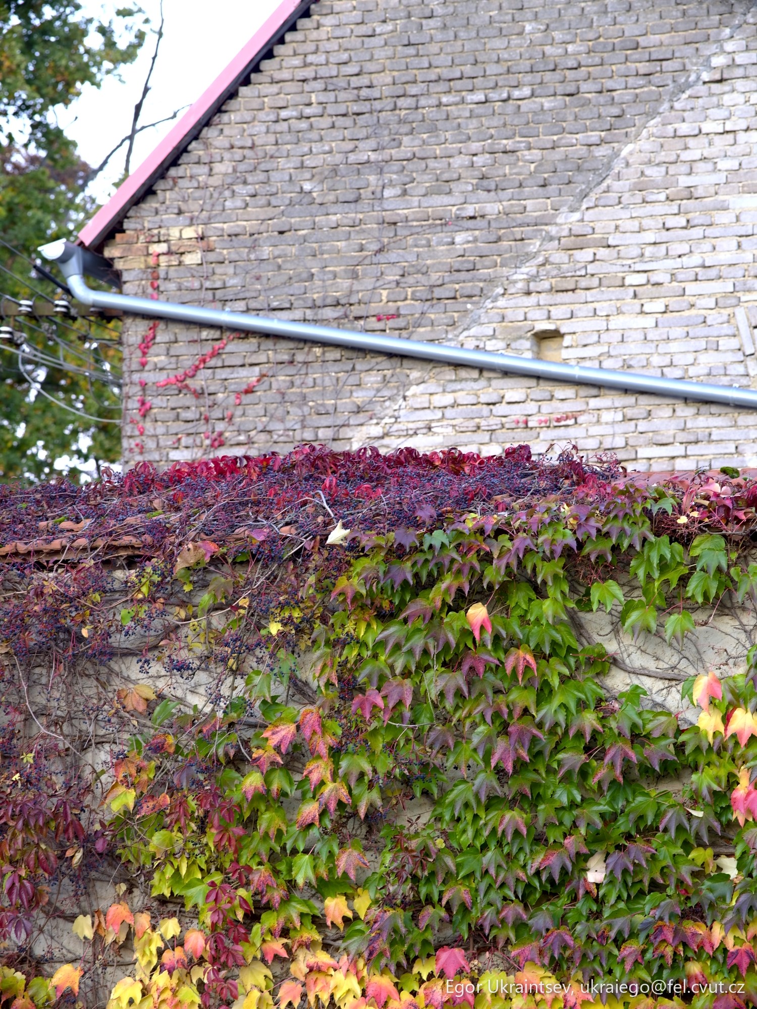 Ivy growing on a brick