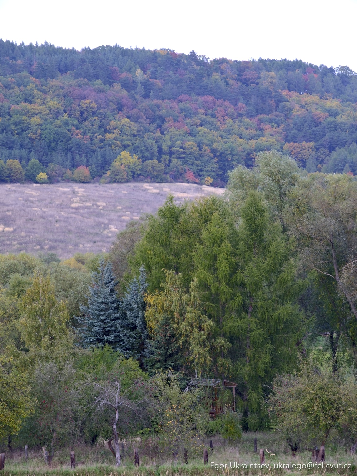 Herd of horses grazing