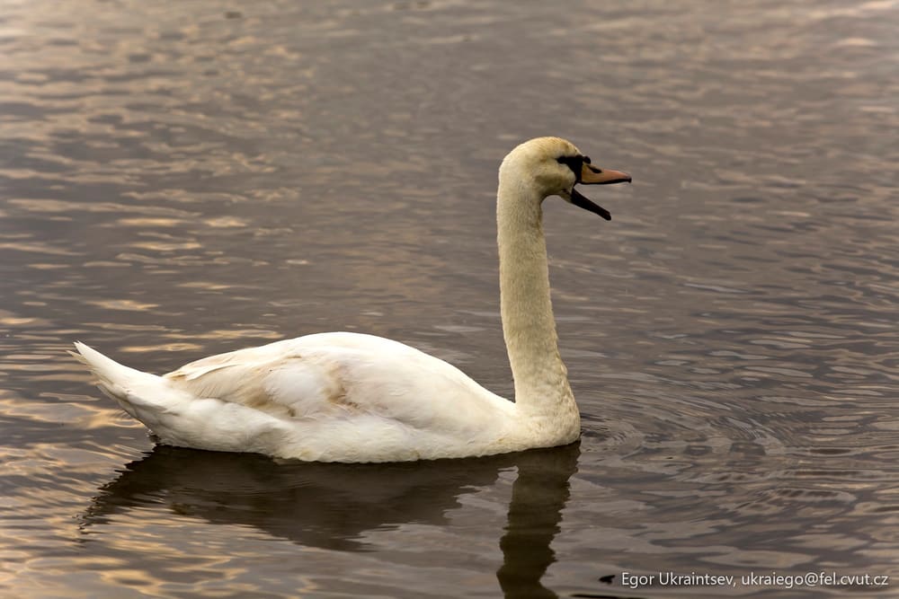 White swan swimming