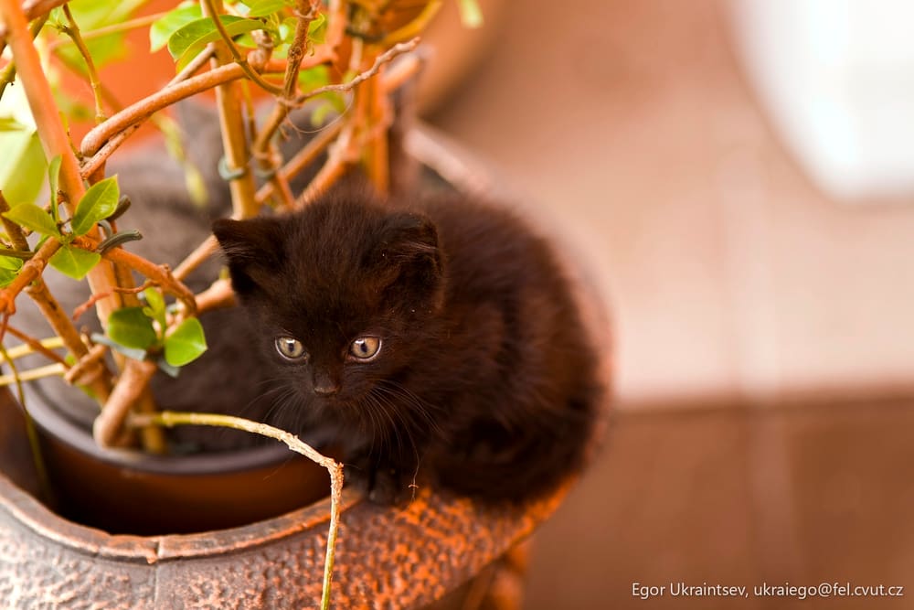 Cat in a pot