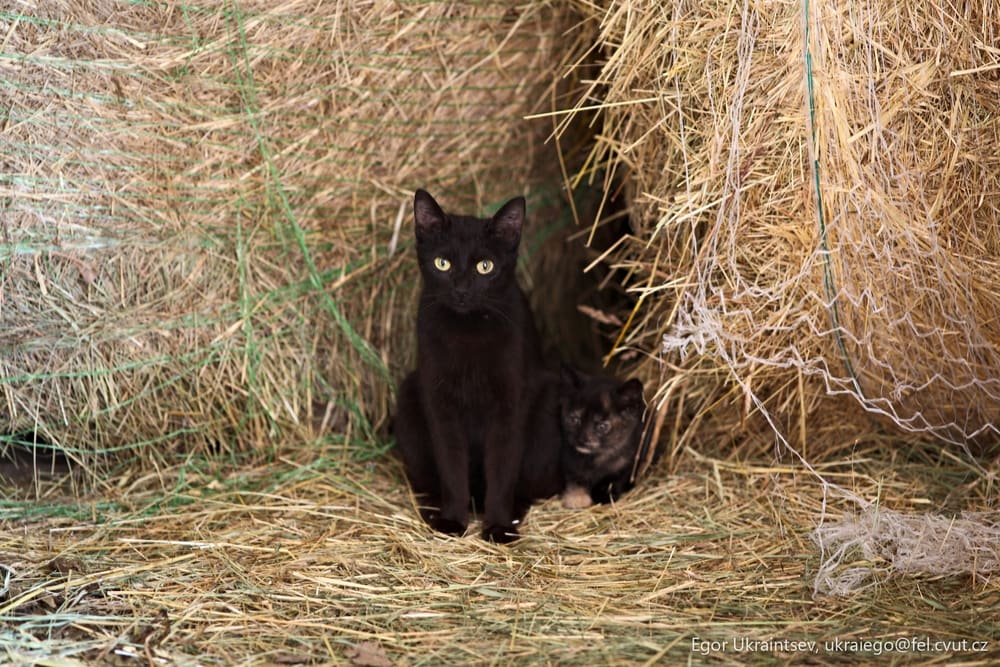 Black cat sitting in a pile