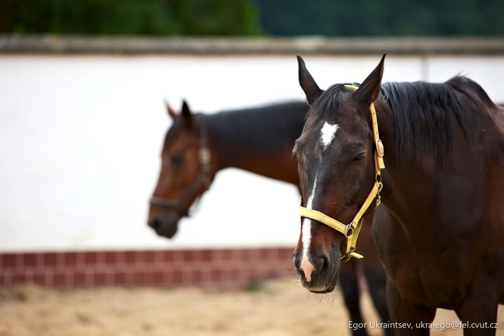 Horses in a pen