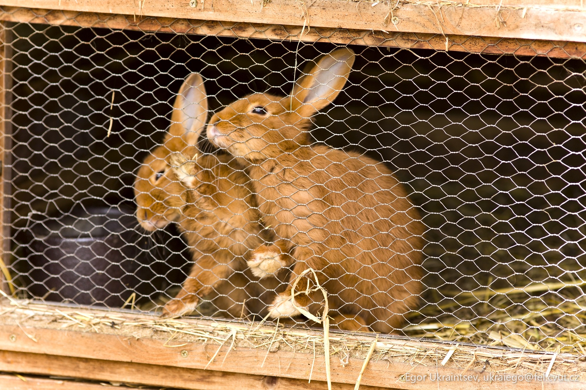 Rabbit in a cage