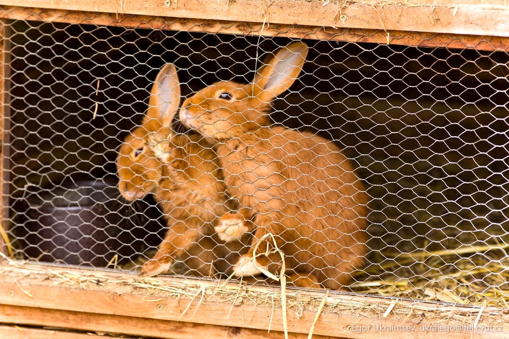 Rabbit in a cage