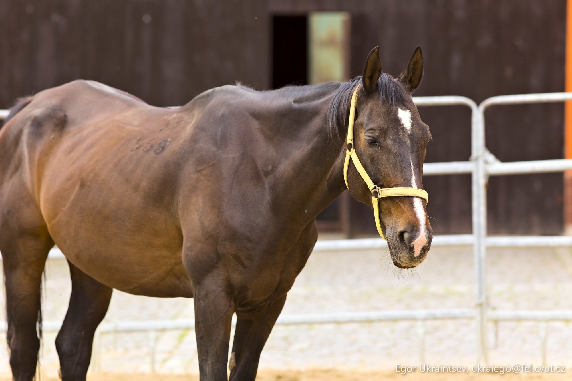 Brown horse in a pen