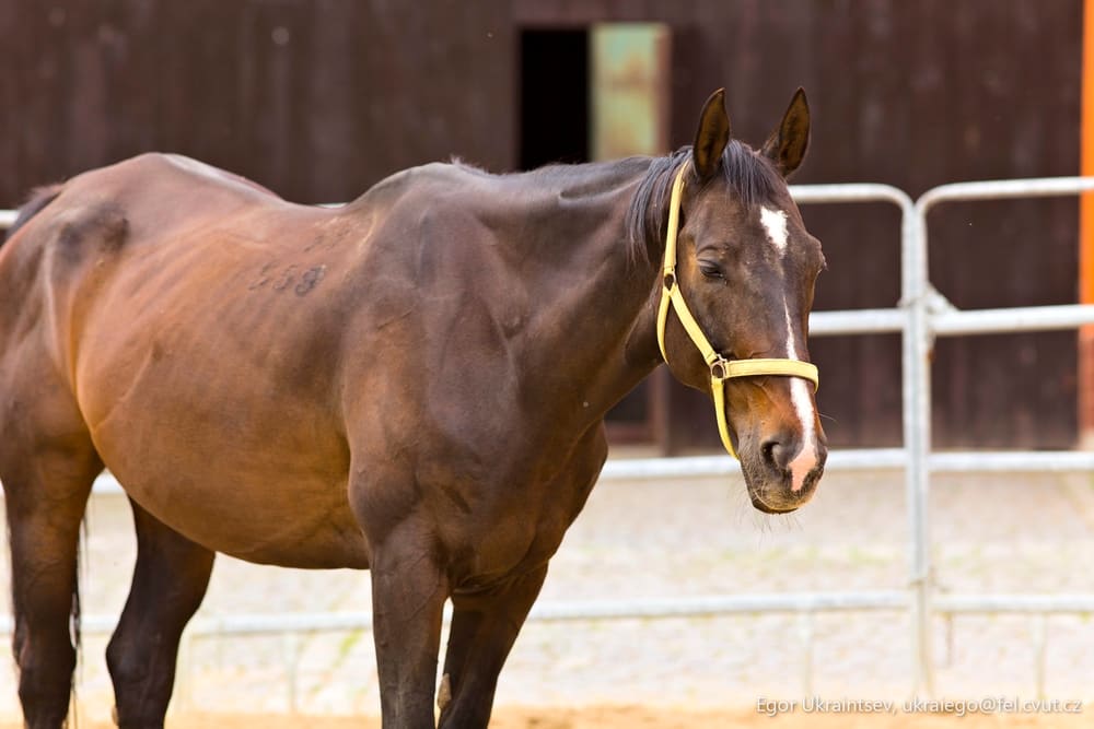 Brown horse in a pen