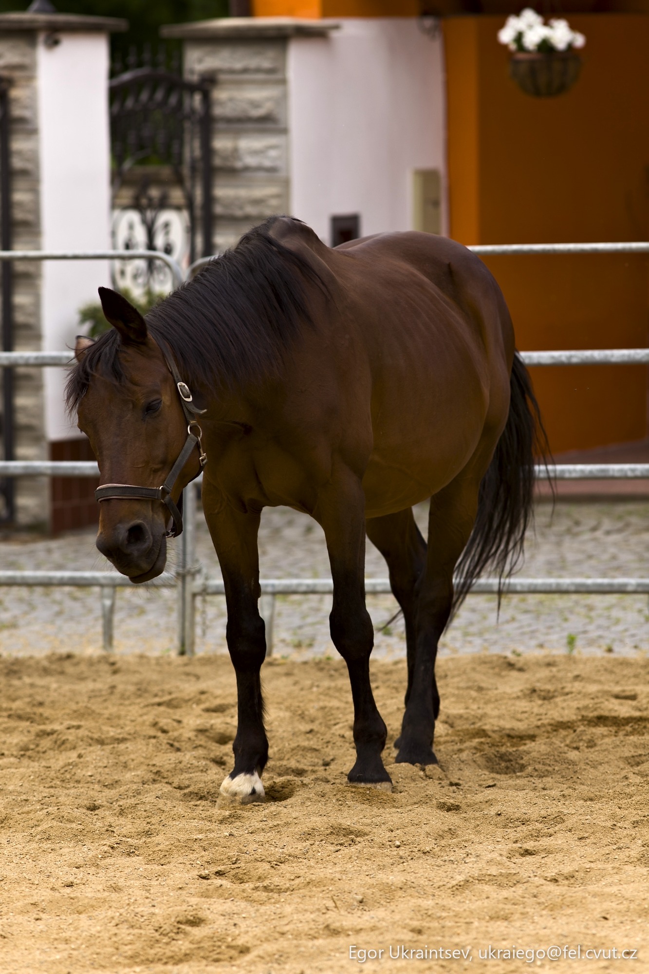 Horse in a pen