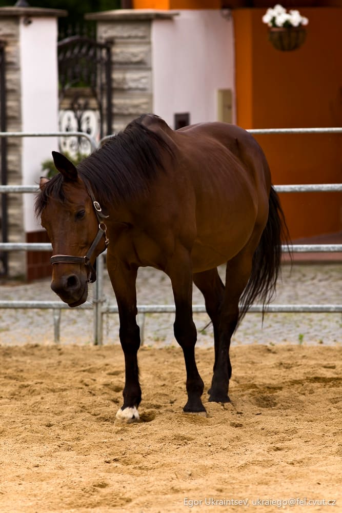 Horse in a pen