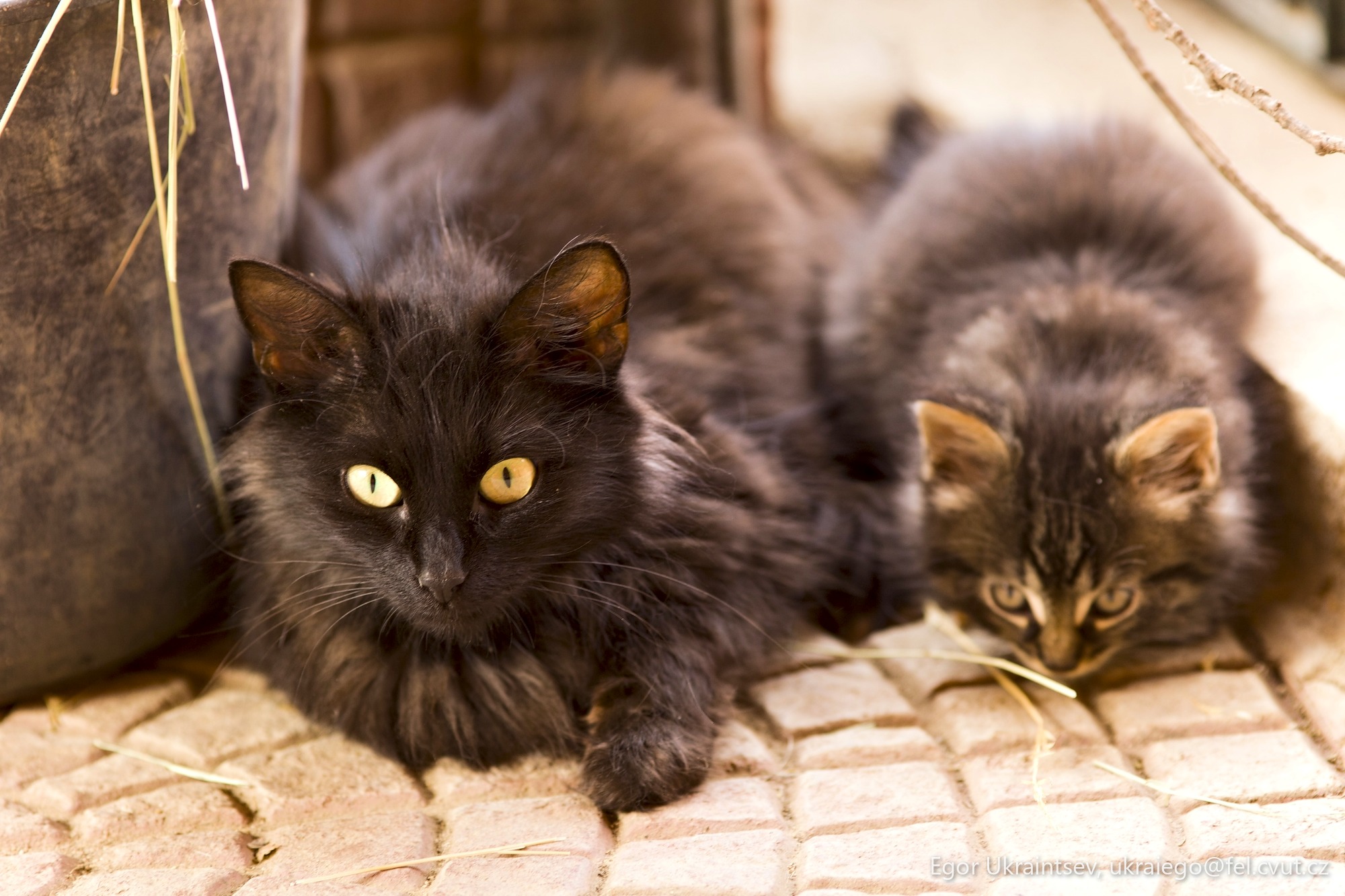 Kittens laying on the ground