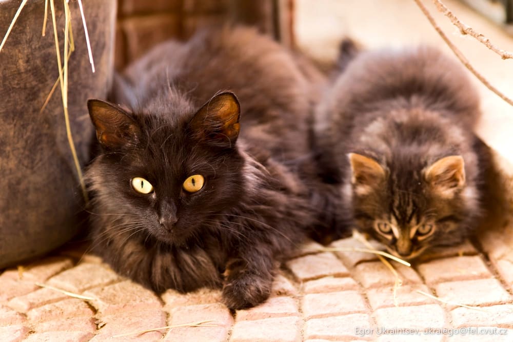 Kittens laying on the ground