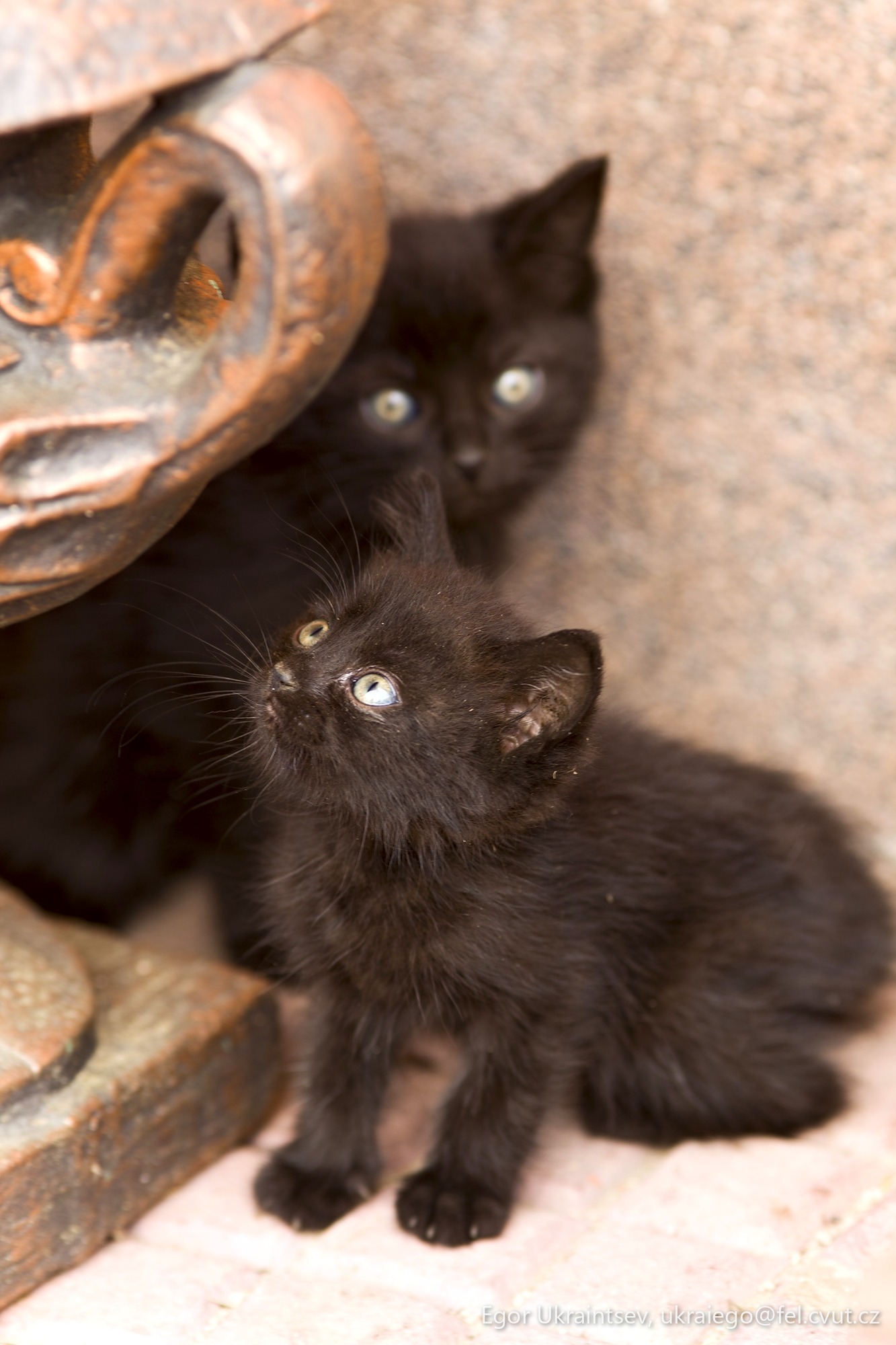 Kittens playing with each other