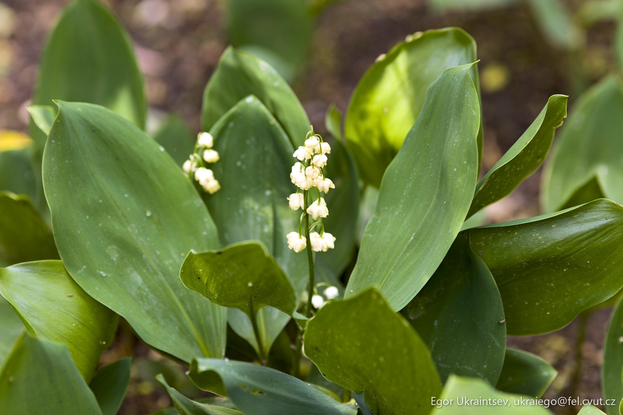 Small white flower