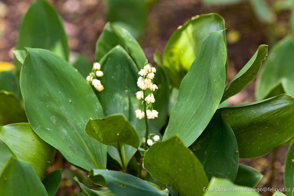 Small white flower