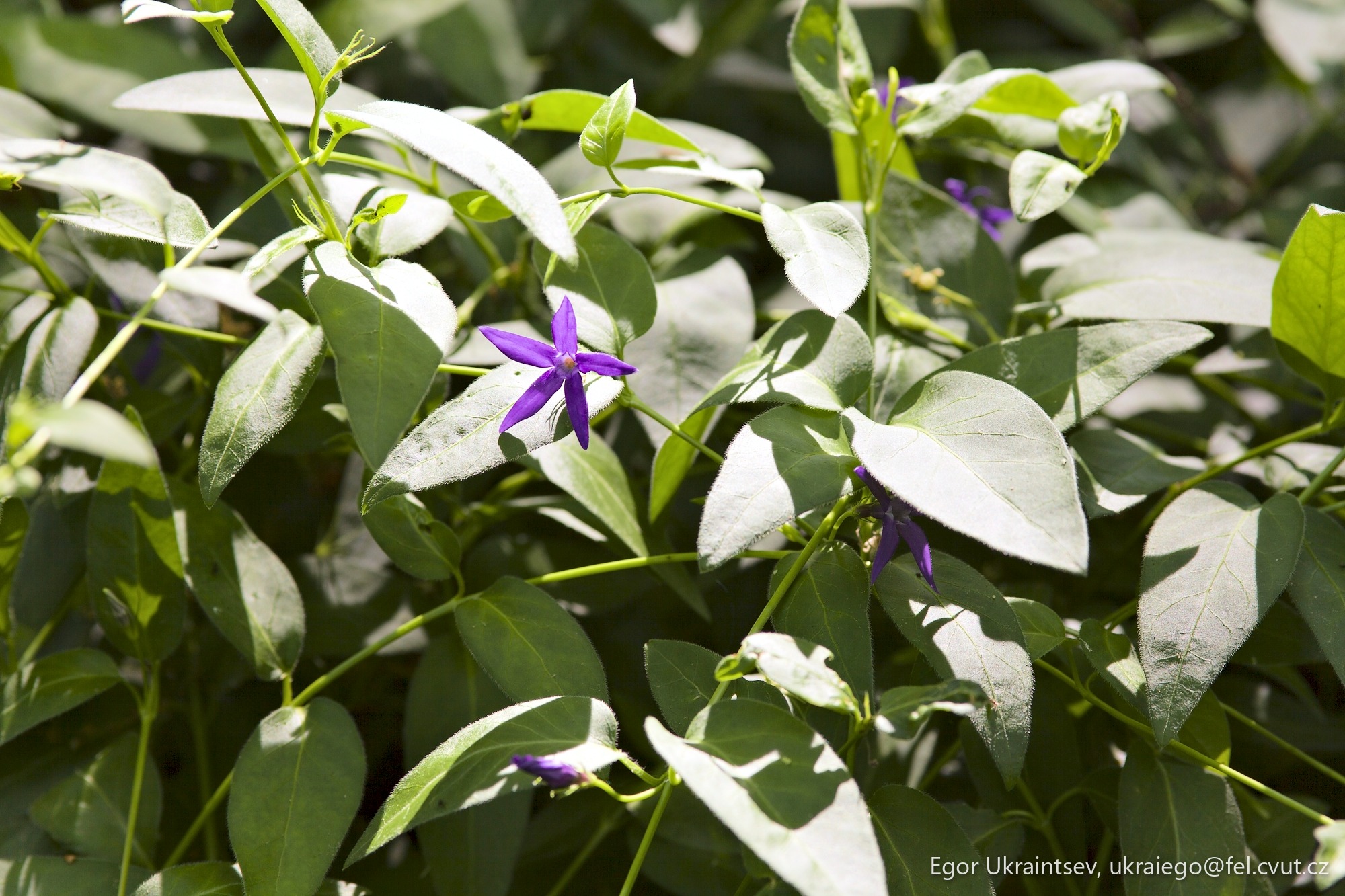 Purple flower growing
