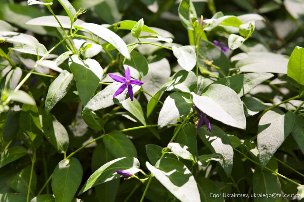 Purple flower growing