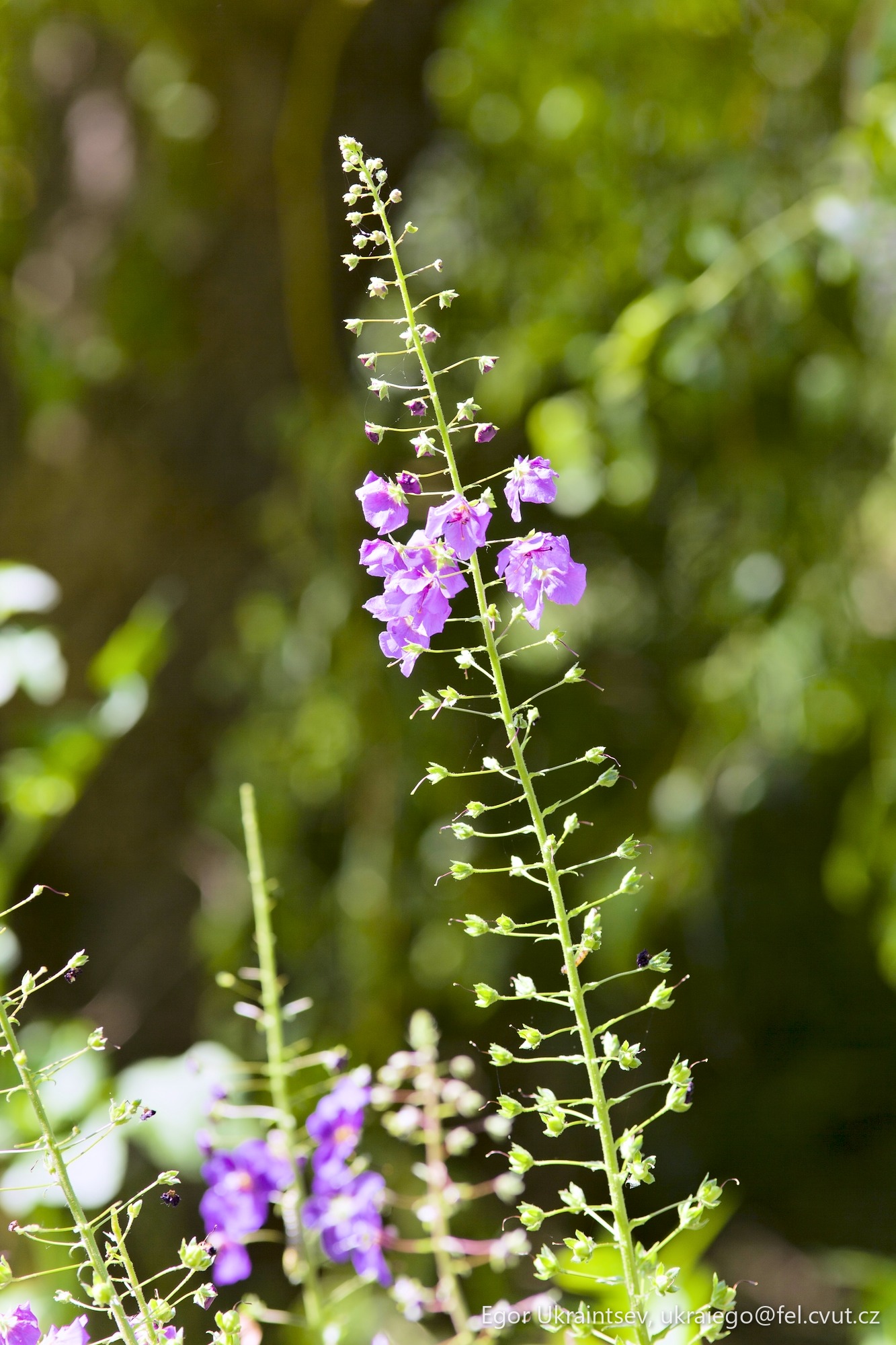 Purple flowers in a garden