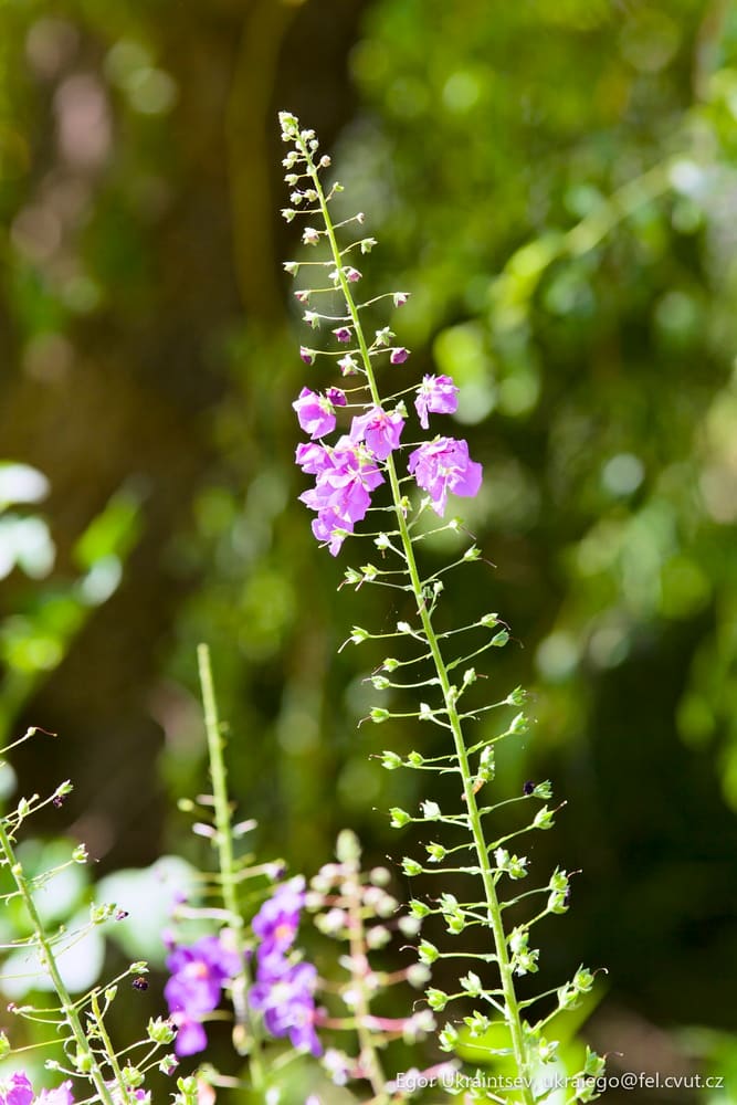 Purple flowers in a garden
