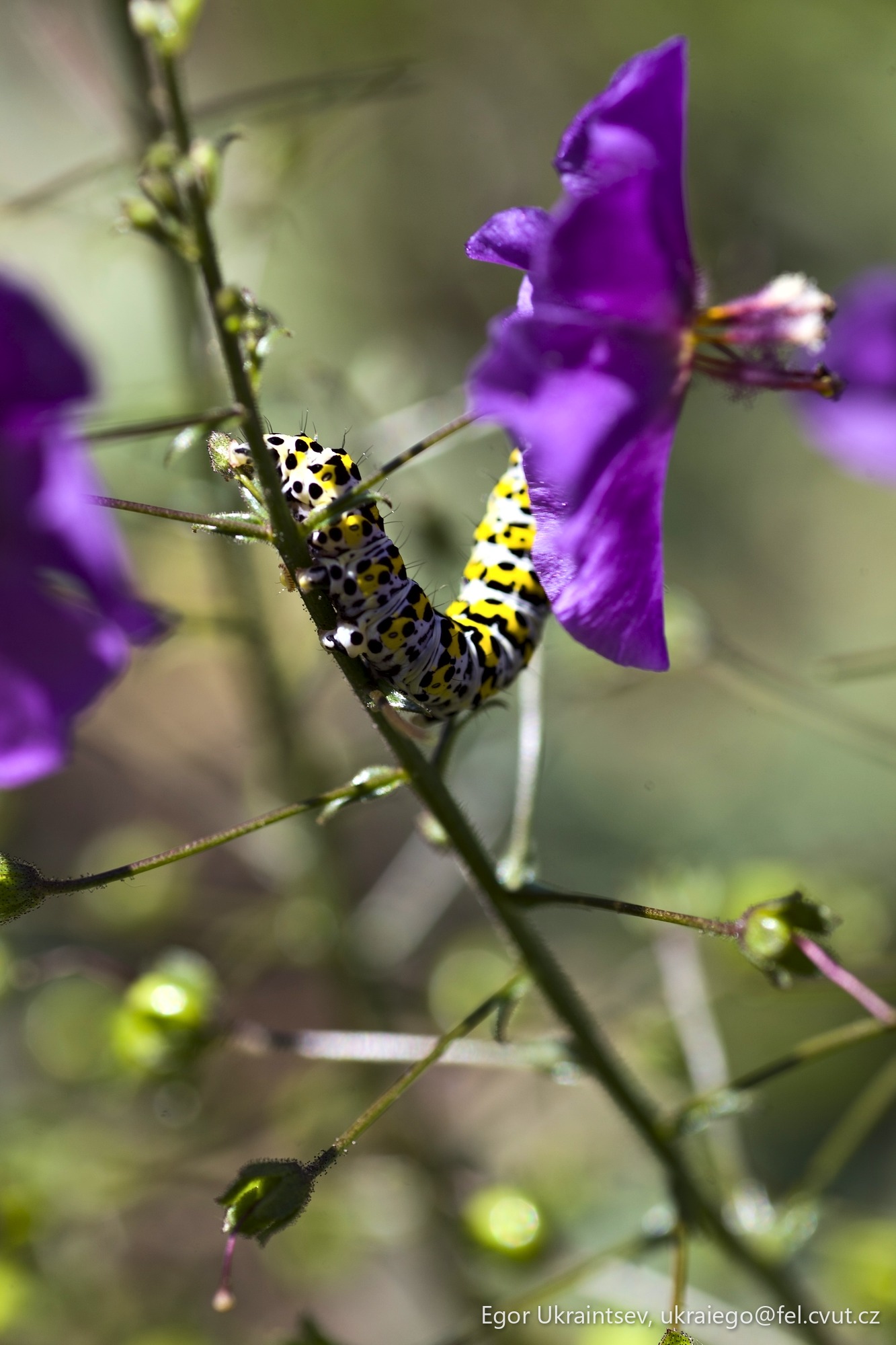 Butterfly on a purple flower