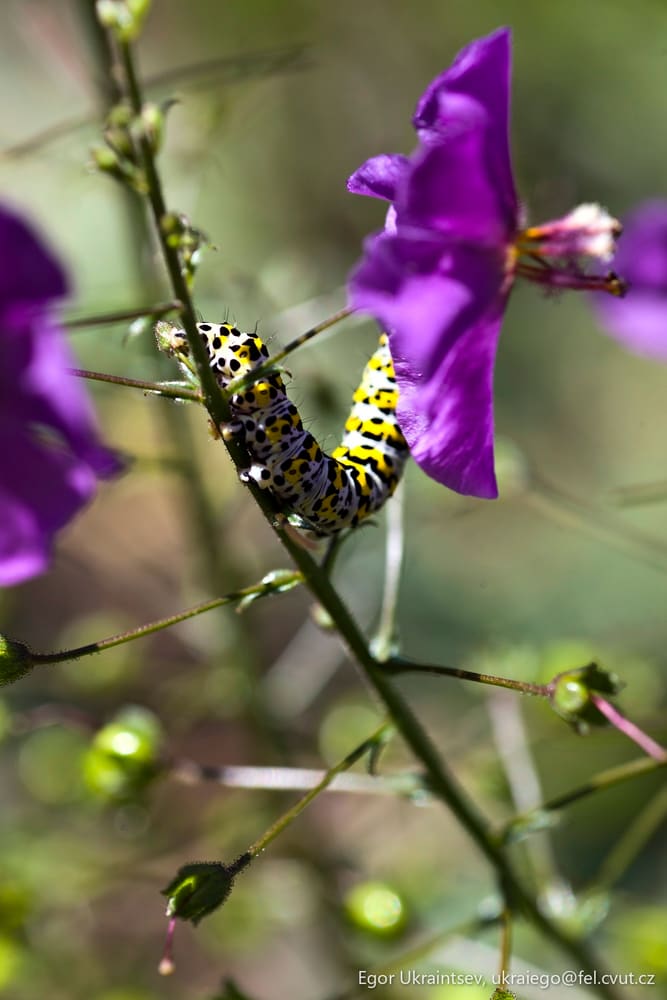 Butterfly on a purple flower