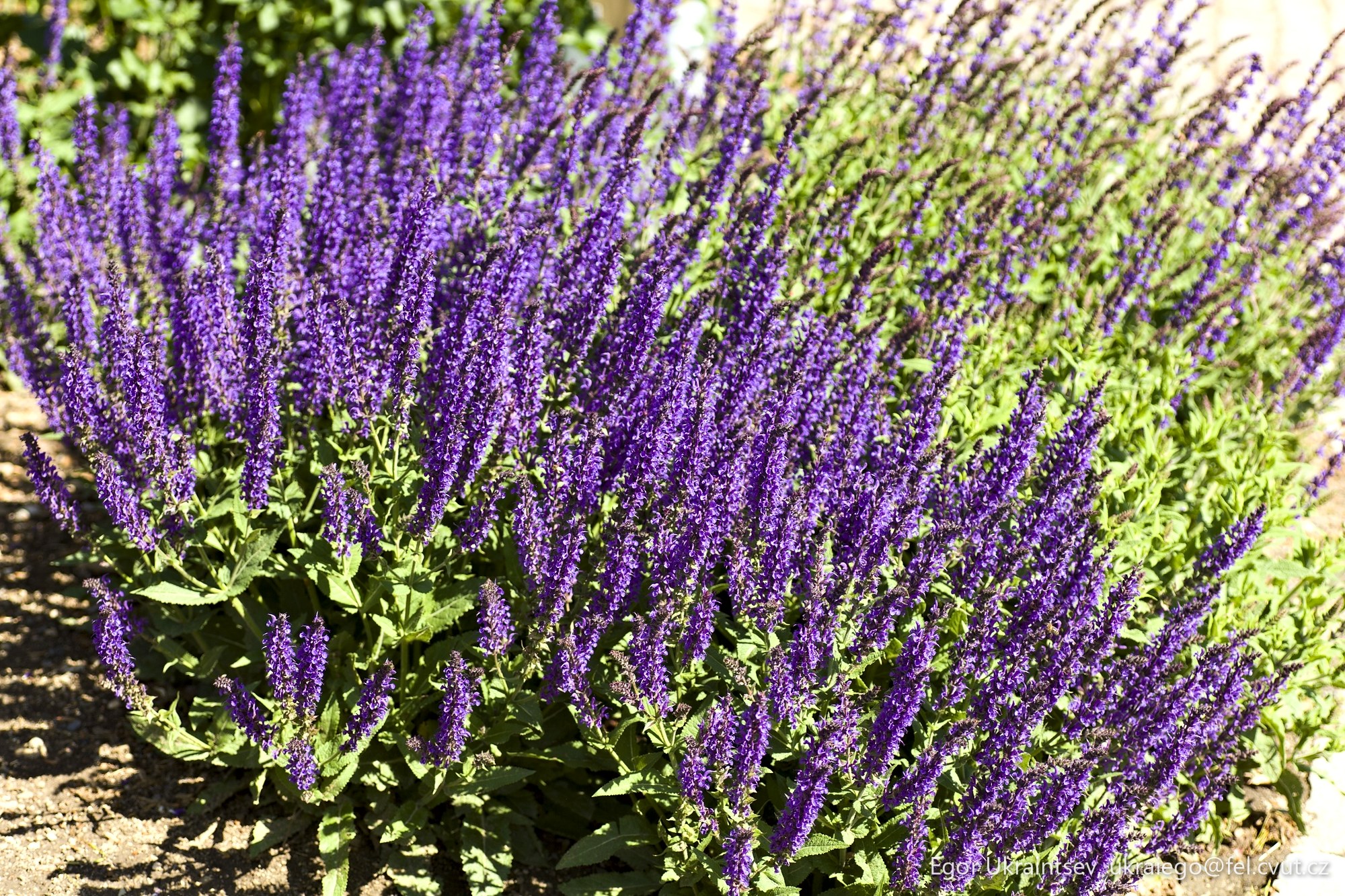 Lavender plants in the garden
