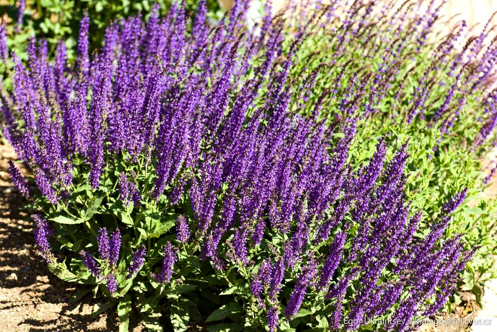 Lavender plants in the garden