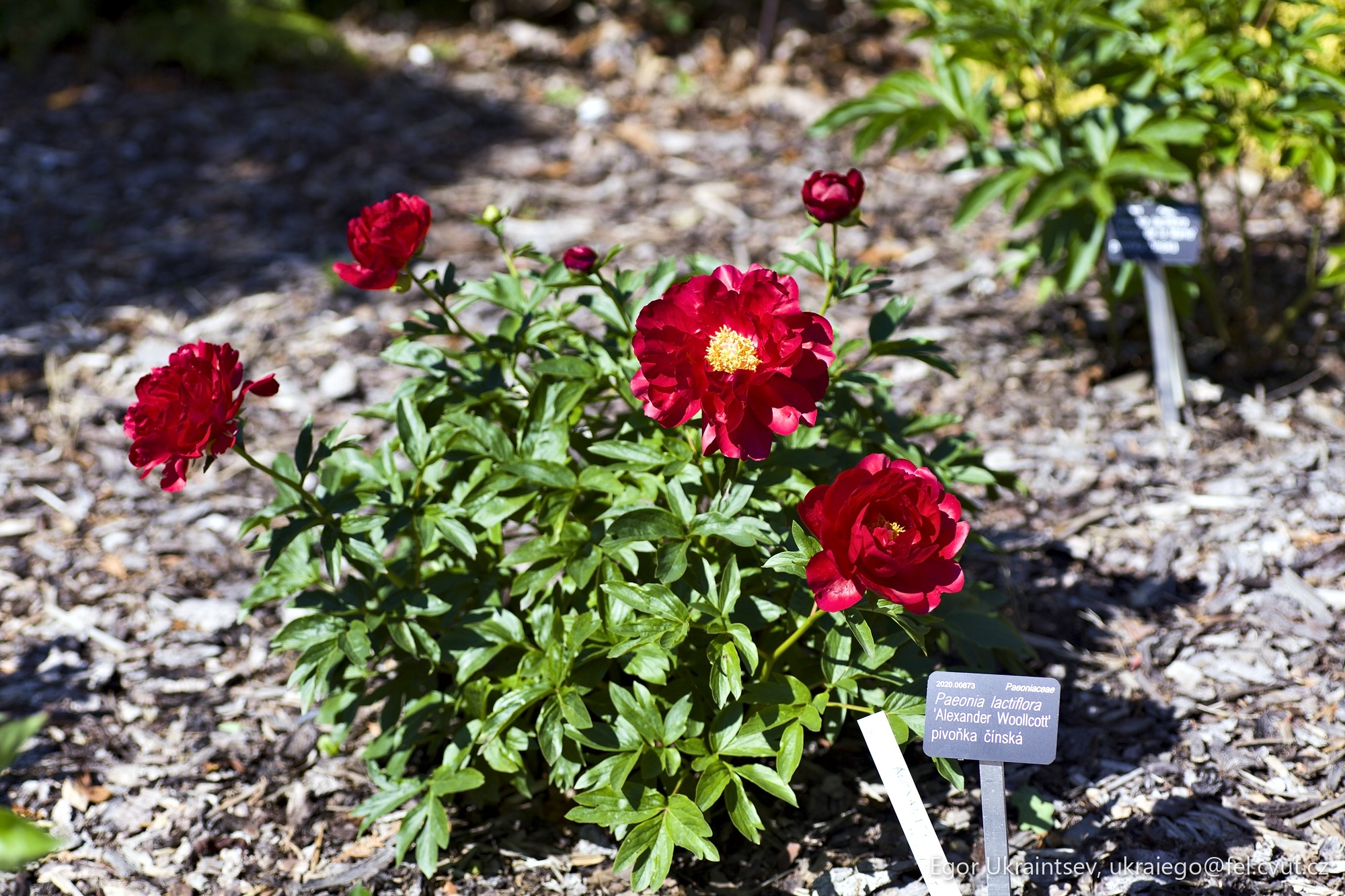 Red roses growing