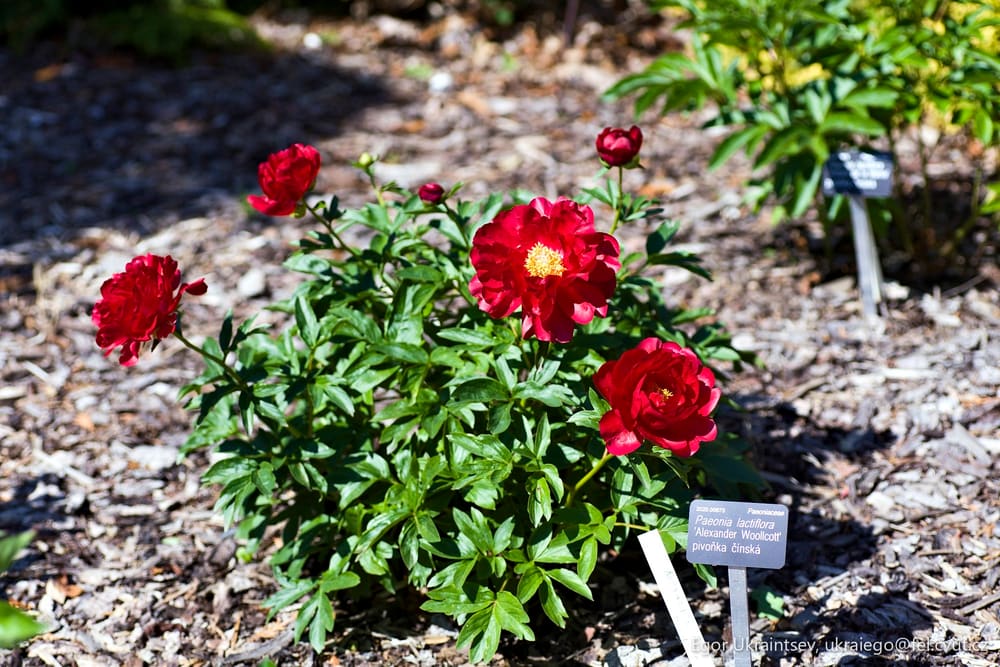 Red roses growing