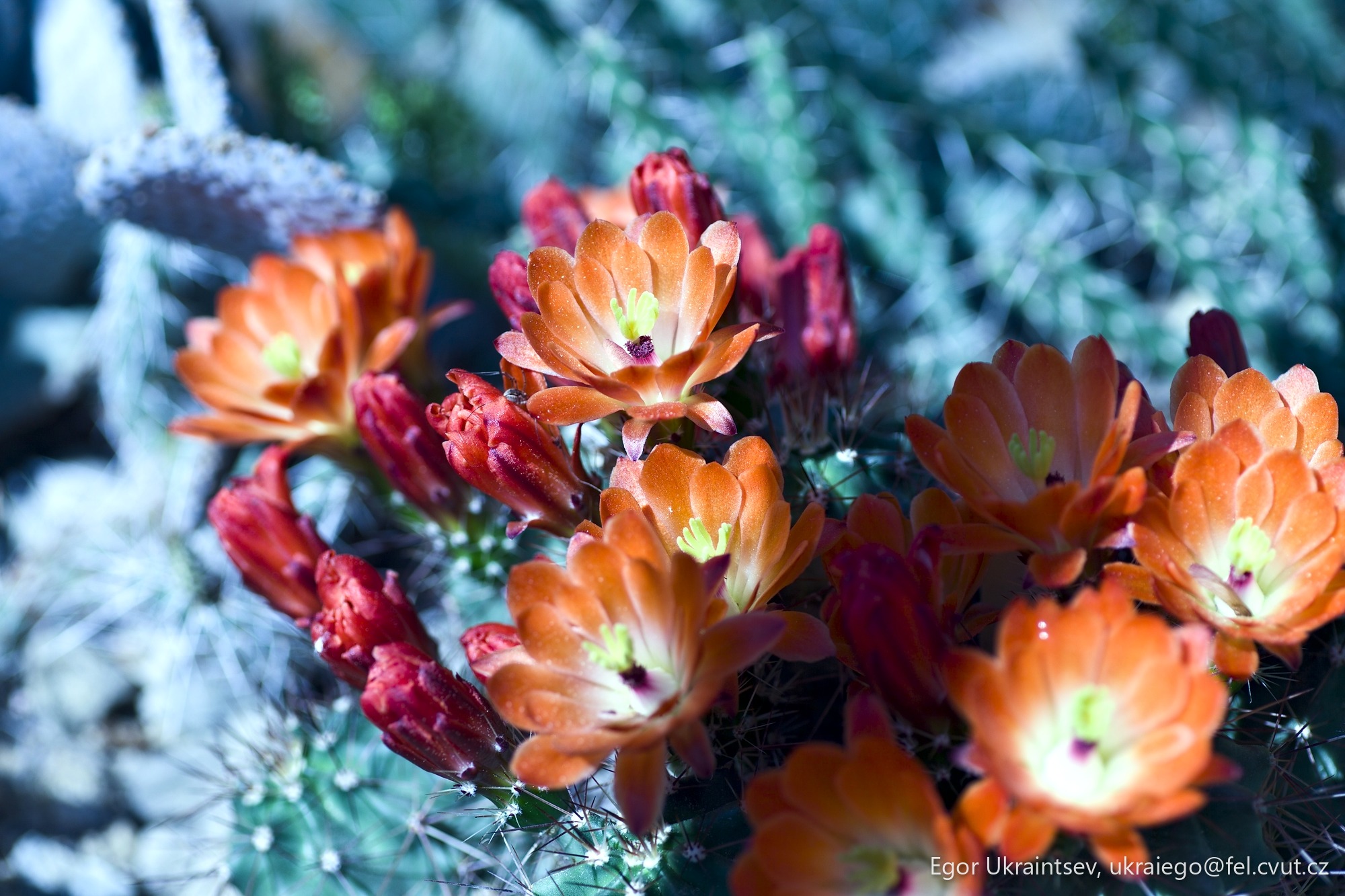 Orange flowers in the desert