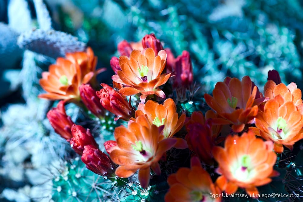 Orange flowers in the desert