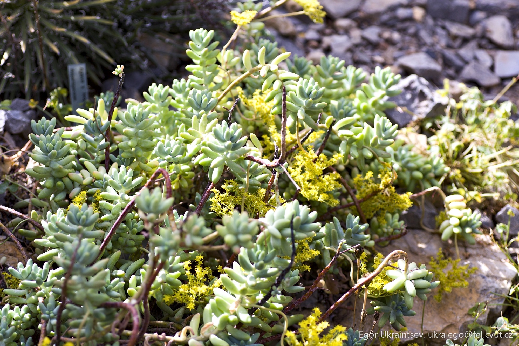 Green plants growing on rocks