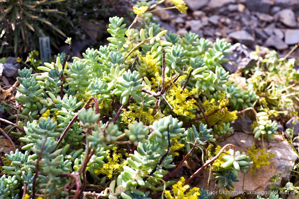 Green plants growing on rocks