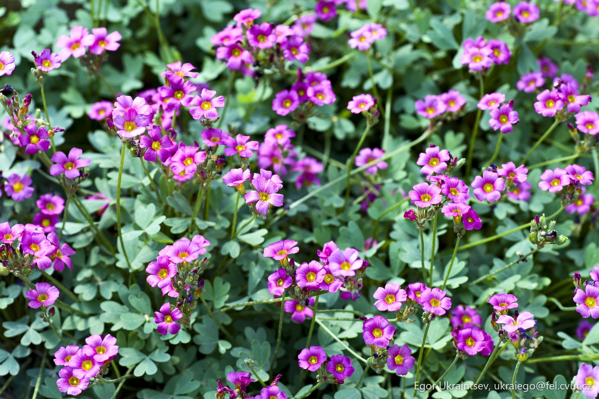 Purple flowers growing