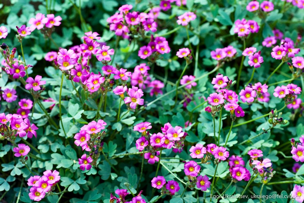 Purple flowers growing