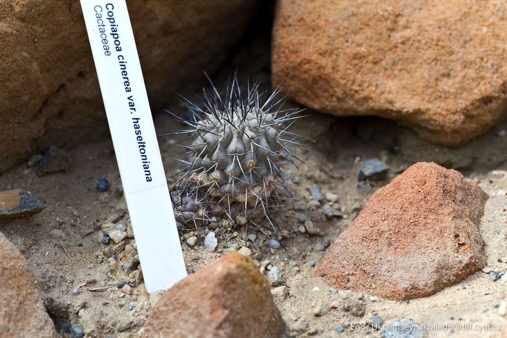 Small cactus on the ground