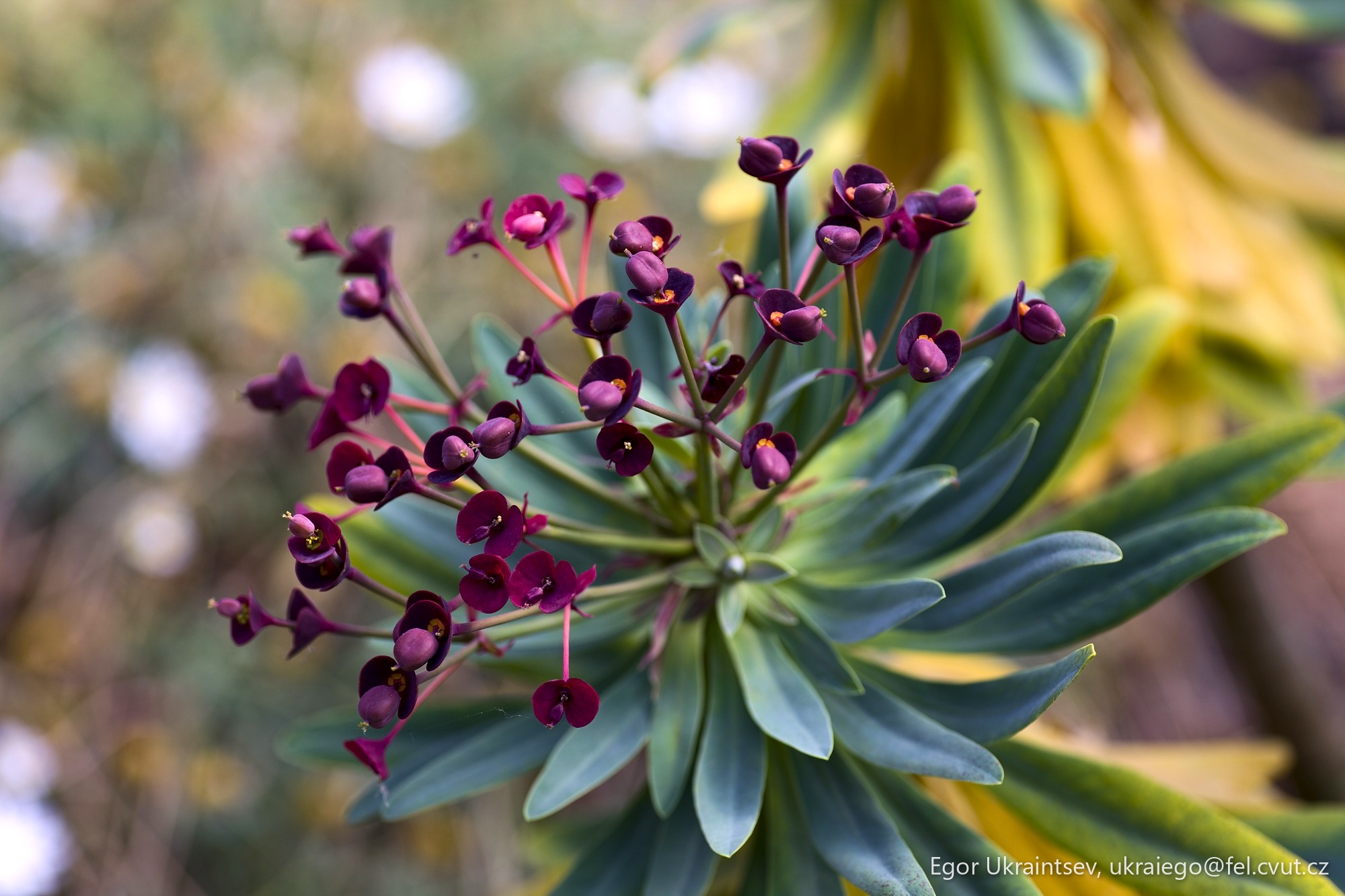 Purple flowers in the garden