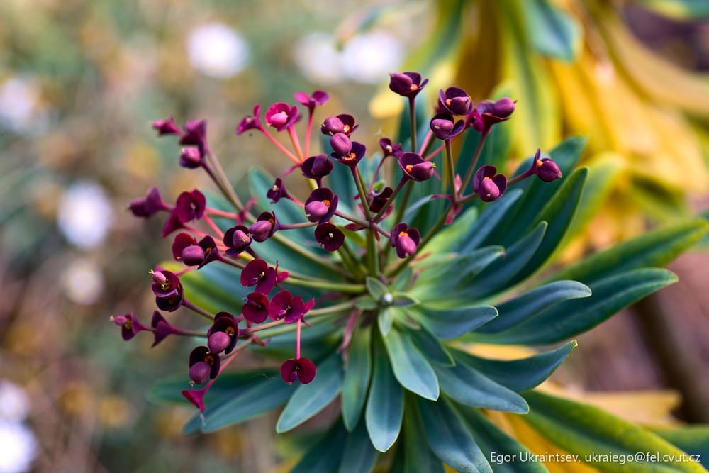 Purple flowers in the garden