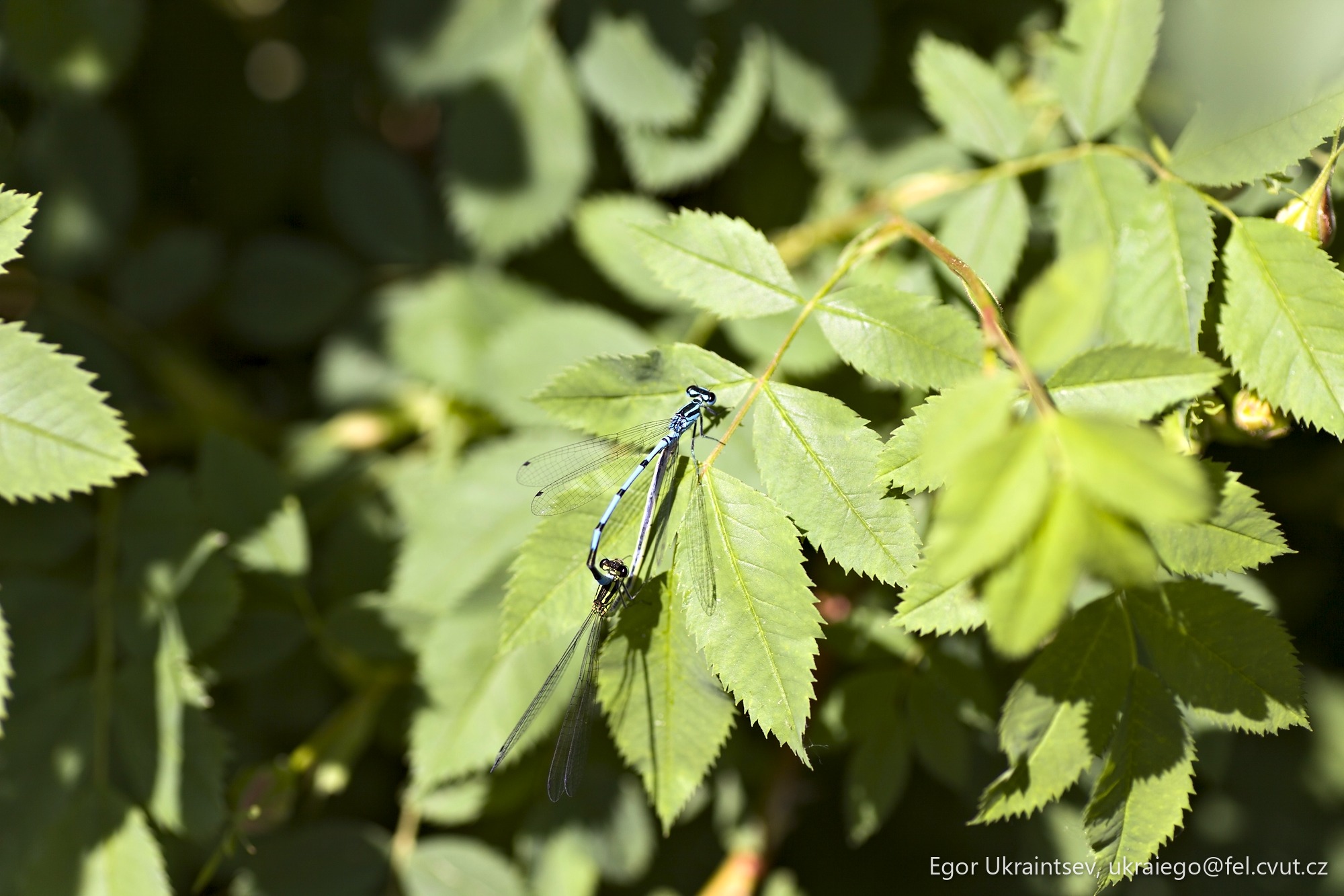 Blue dragonfly resting