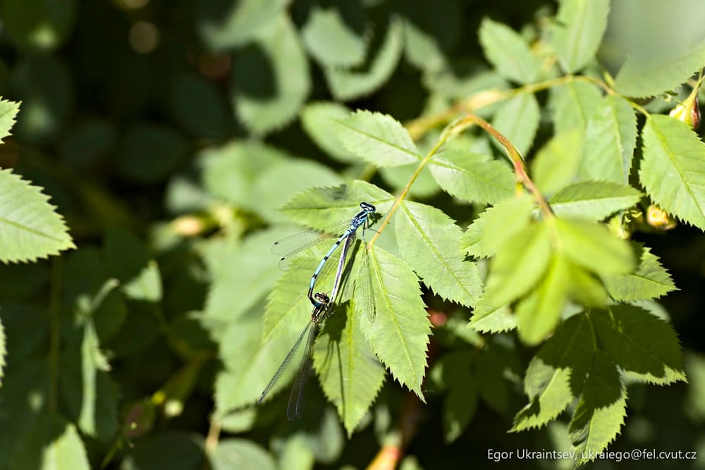 Blue dragonfly resting