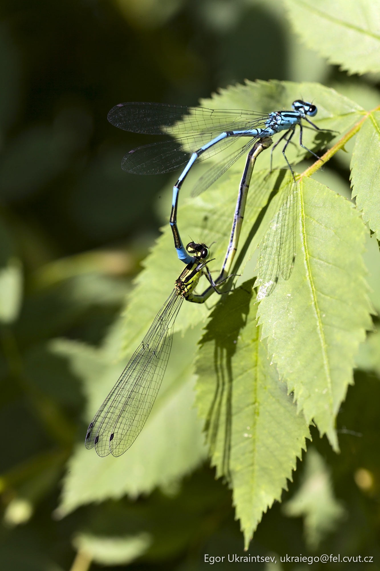 Blue dragonfly resting
