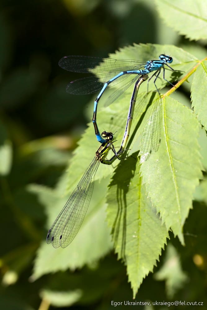 Blue dragonfly resting
