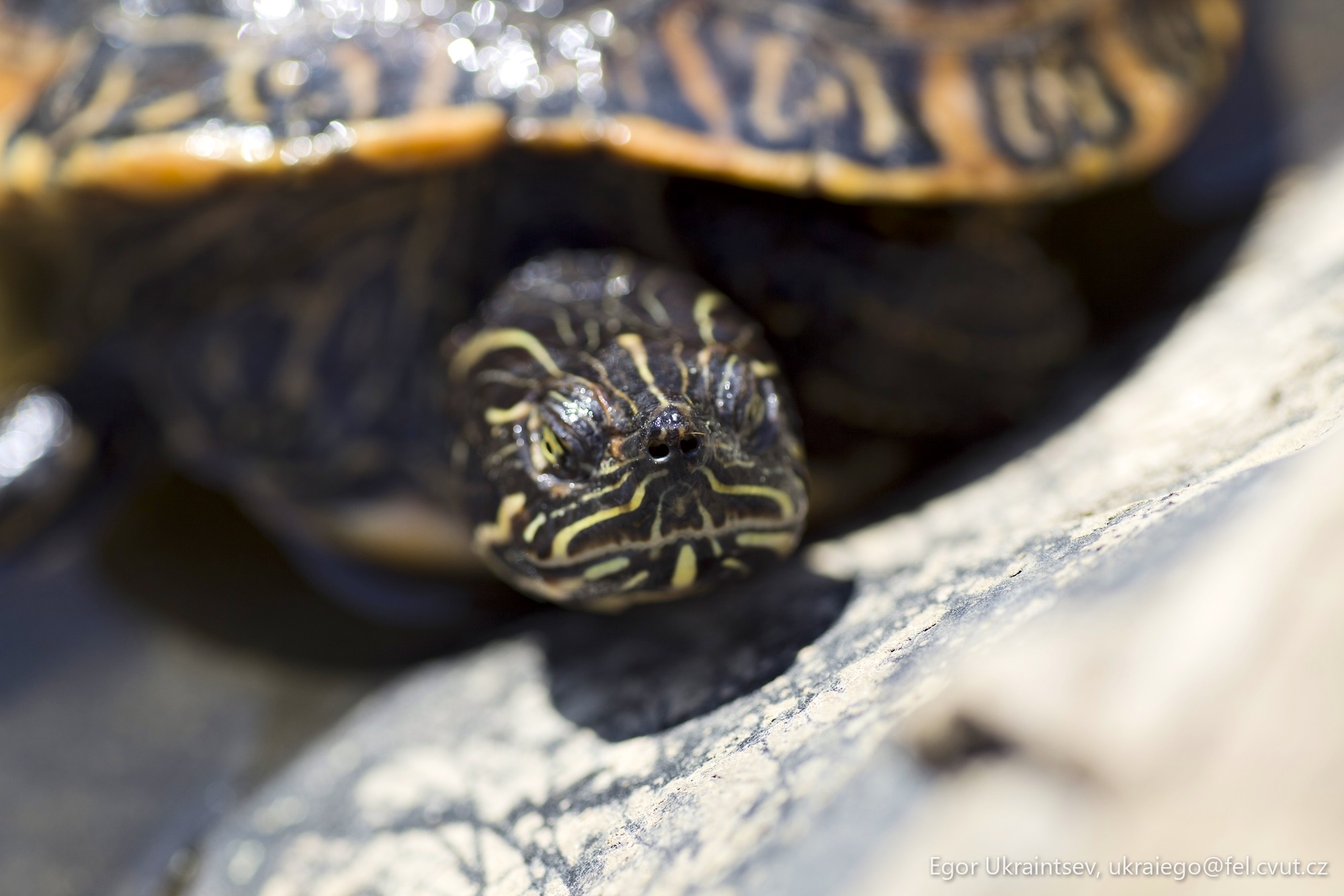 Turtles on a rock